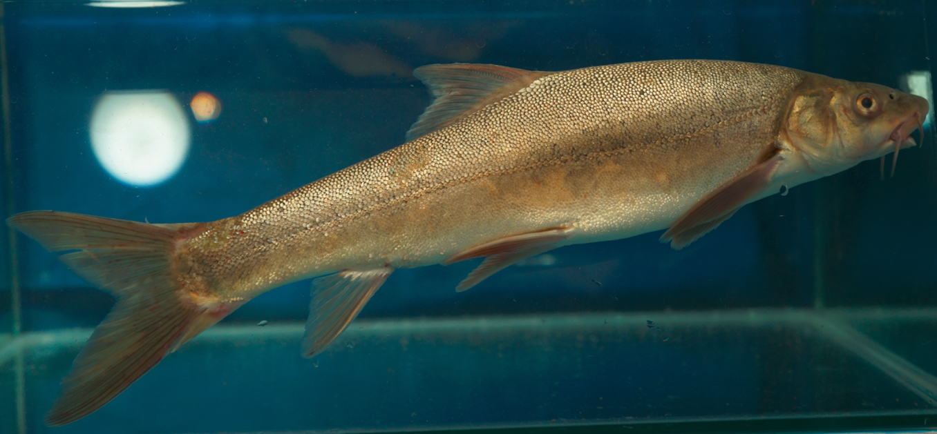 Schizothorax lissolabiatus Tsao, 1964